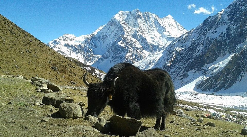 Yak and Mount Pang Puchi on ascent from Samdu to Larkya La on Manaslu Circuit