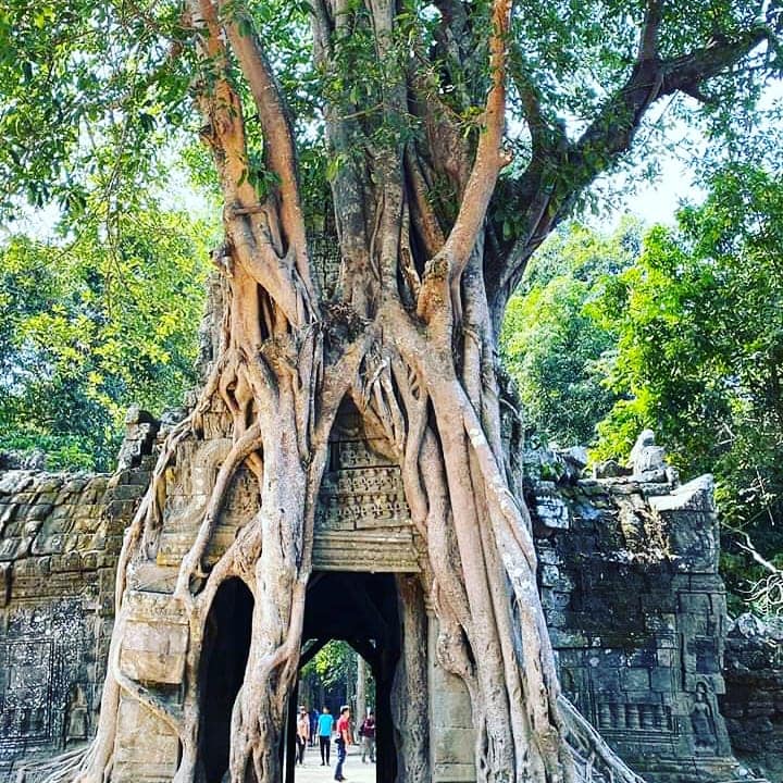 Ta Prohm Temple at Siem Reap in northern Cambodia