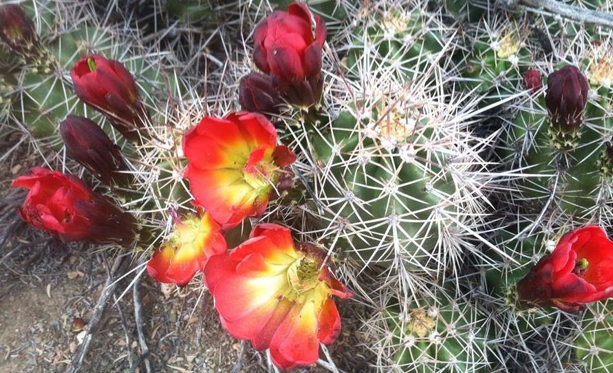 Claret Cup Cactii in the Valley Floor of the Grand Canyon