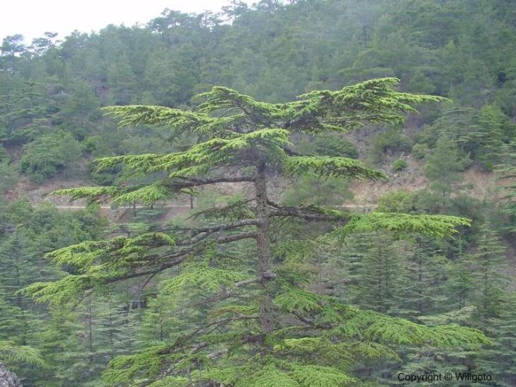 Cyprus Cedar tree ( Cedrus brevifolia ) in Cedar Valley