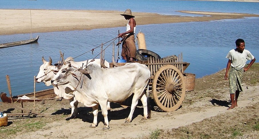 Bullock Cart on banks of Irrawaddy River at Bagan