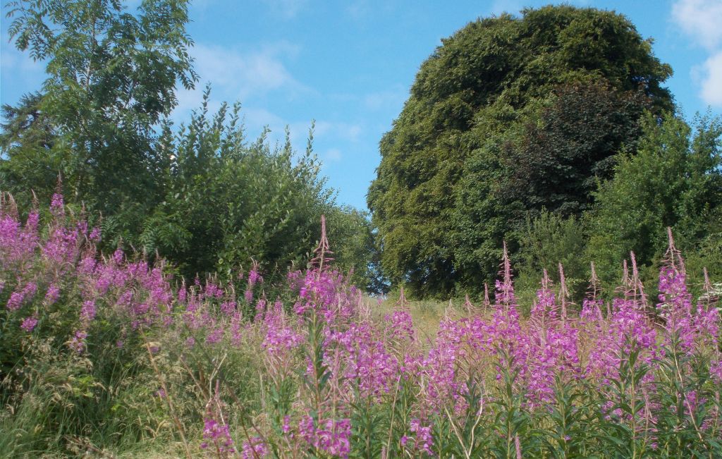 Russel's Field above North Grange Road in Gartconnel Estate, Bearsden