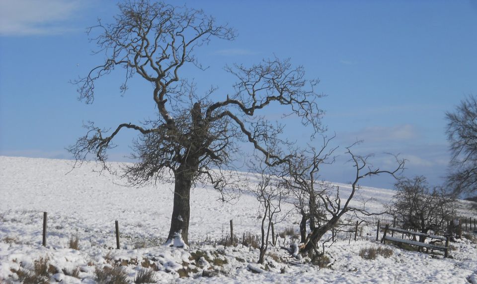 Trees on South Mains Farm