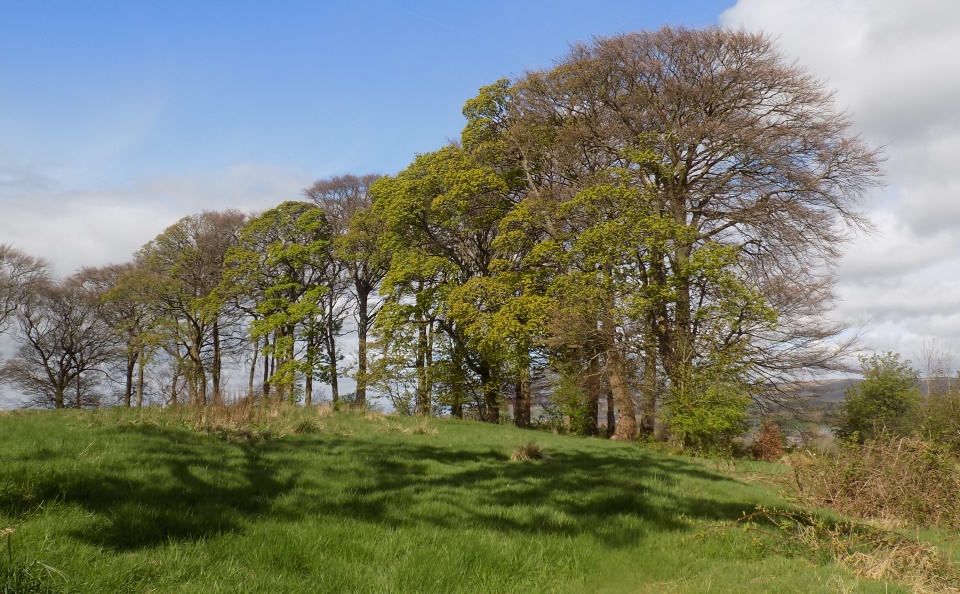 Sign board at the site of a Roman Fort on route of the Antonine Wall